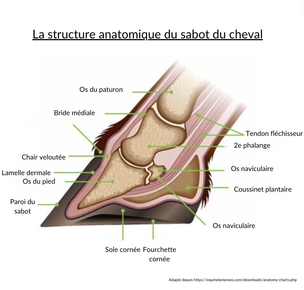 schéma sabot cheval